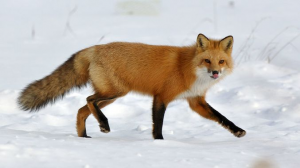Renardjpg — Animaux dans l'octogone option 93
