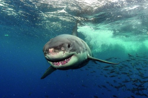Requin Blancjpg — Animaux dans l'octogone option 95