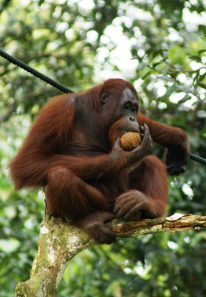 Apejpg — Ape Ranking List option 1