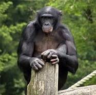 Bonobojpg — Ape Ranking List option 2