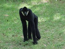 Gibbonjpg — Ape Ranking List option 4