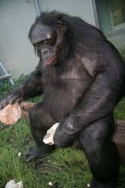 Stoneapejpg — Ape Ranking List option 6