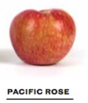 8e50692716be1e92d929adb08f14c6b2png — Apple Tier List option 13