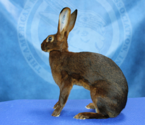 Arba cheap rabbit breeds
