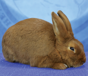 Arba rabbit breeds sales