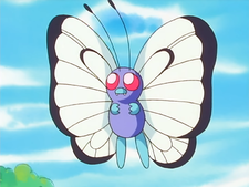 Zz1639253024225px Ashbutterfreejpg — Ash Ketchum's Pokemon (Gen 1-8) option 1