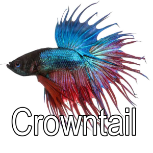 Create a Betta Fish Breeds Tail Types Tier List TierMaker