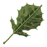 Botwkorokleaficonpng — Breath of the Wild items option 47