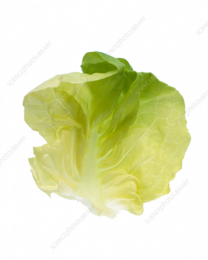 800wmjpeg — Burger ingredients option 2
