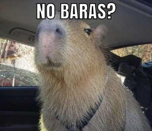 Img9311png — Capybara option 8