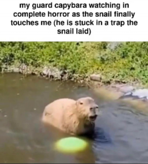 Rdt202203231124275803347181935620491jpg — Capybara option 10