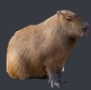 Screenshot20220113 082244discordjpg — Capybara option 11