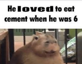 Screenshot20220113 225143discordjpg — Capybara option 12