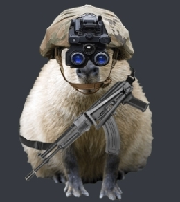 Screenshot20220122 025438discordjpg — Capybara option 13