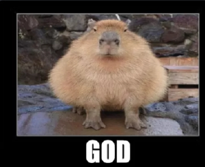 Screenshot20220130 225930discordjpg — Capybara option 15