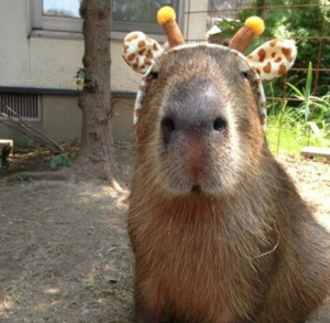 Screenshot20220131 123813png — Capybara option 17