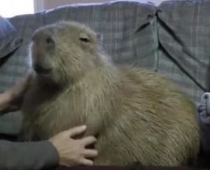 Screenshot20220203 221244discordjpg — Capybara option 18