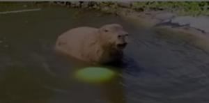 Screenshot20220225 115937tiktokjpg — Capybara option 19