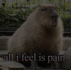 Screenshot20220316 163214tiktokjpg — Capybara option 21
