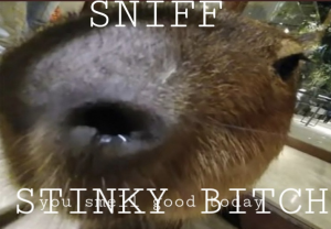 Screenshot20220412 014133twitterjpg — Capybara option 25