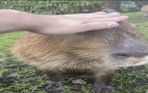 Screenshot20220412 014158twitterjpg — Capybara option 26