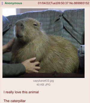Screenshot20220412 014656twitterjpg — Capybara option 27