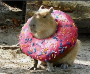 Screenshot20220412 014831googlejpg — Capybara option 28
