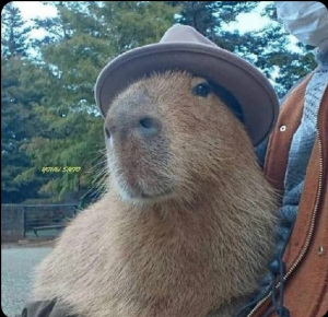 Screenshot20220412 014912twitterjpg — Capybara option 29