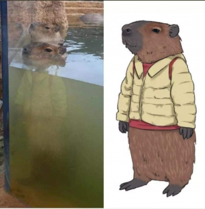 Screenshot20220413 124740twitterjpg — Capybara option 30