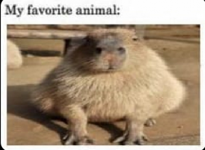 Screenshot20220413 124816twitterjpg — Capybara option 31