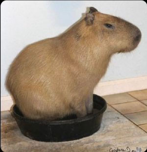 Screenshot20220413 124836twitterjpg — Capybara option 32