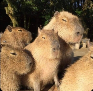 Screenshot20220413 124939twitterjpg — Capybara option 33