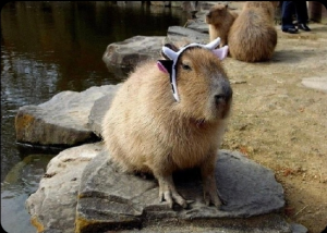 Screenshot20220413 125003twitterjpg — Capybara option 34