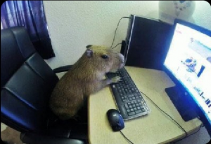 Screenshot20220413 125055twitterjpg — Capybara option 35