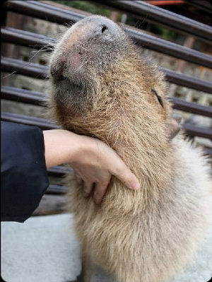 Screenshot20220413 125126twitterjpg — Capybara option 36
