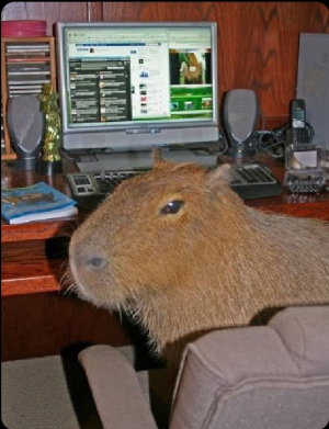 Screenshot20220413 125205twitterjpg — Capybara option 37