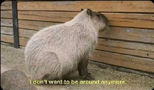 Screenshot20220413 125242twitterjpg — Capybara option 38