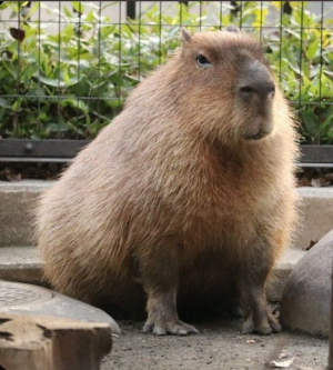 Screenshot20220413 125255twitterjpg — Capybara option 39