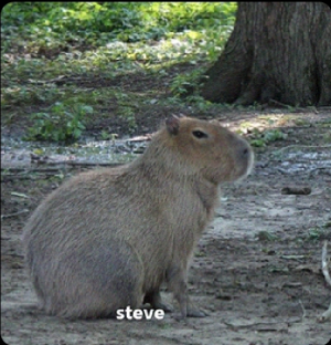 Screenshot20220413 125409twitterjpg — Capybara option 40