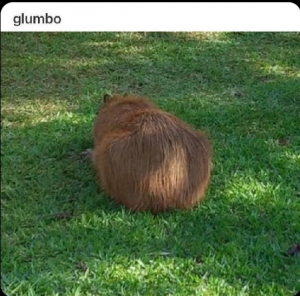 Screenshot20220413 125510twitterjpg — Capybara option 42
