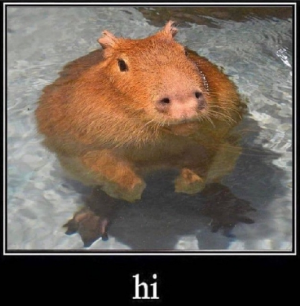 Screenshot20220413 125543twitterjpg — Capybara option 43