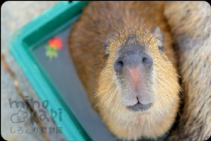 Screenshot20220413 125647twitterjpg — Capybara option 44