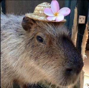 Screenshot20220413 125748twitterjpg — Capybara option 45