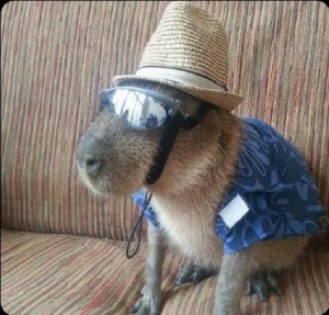 Screenshot20220413 125804twitterjpg — Capybara option 46