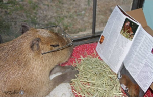 Screenshot20220413 125926twitterjpg — Capybara option 48