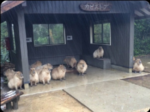 Screenshot20220413 130011twitterjpg — Capybara option 49