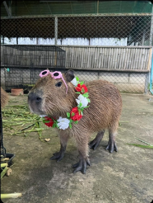 Screenshot20220414 115445twitterjpg — Capybara option 53