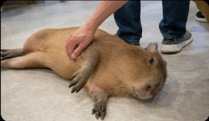 Screenshot20220414 115553twitterjpg — Capybara option 54