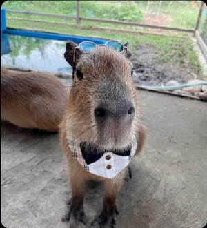 Screenshot20220414 115649twitterjpg — Capybara option 55