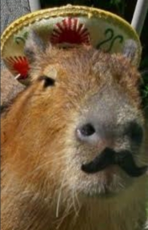 Screenshot20220414 122507googlejpg — Capybara option 58